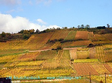 vignoble a kientzheim.alsace