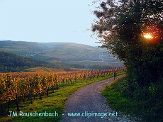 vignoble et foret de dalenheim en automne.alsace