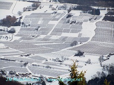 vignoble-en-hiver.bernardswiller.alsace