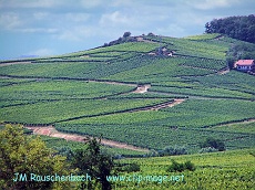 vignoble.saint-hippolyte.alsace.alsace