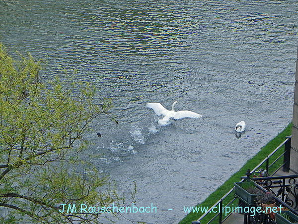 vol de cygne sur l eau, strasbourg.jpg