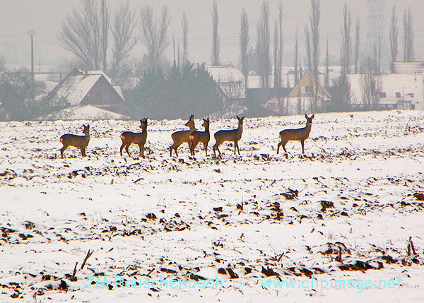 z,campagne en hiver.jpg