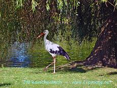 cigogne a l orangerie