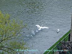 vol de cygne sur l eau, strasbourg