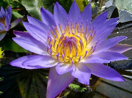 genre de fleur de Lotus