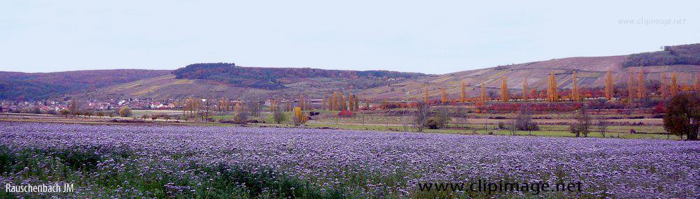 alsace,marlenheim en automne.JPG