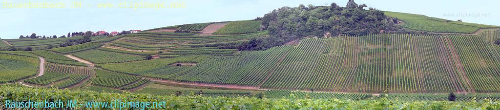 alsace,vignoble a ergersheim.jpg