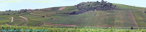 alsace,vignoble a ergersheim