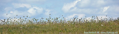 prairie,alsace