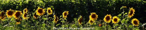 tournesols