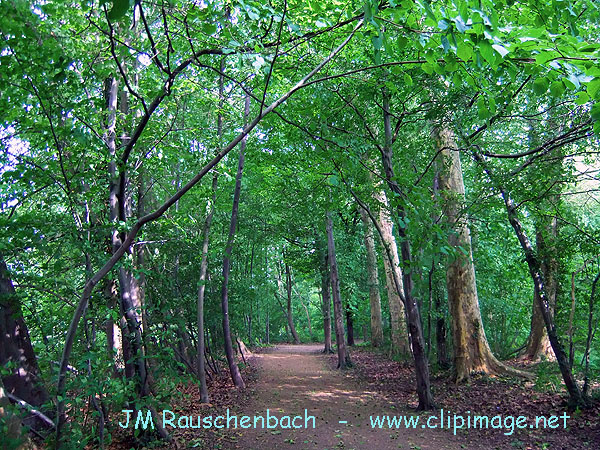 foret-parc-de-pourtales.strasbourg.3.jpg