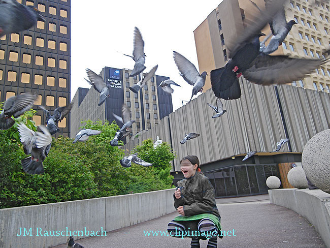 vol-de-pigeons.square-de-l-ancienne-synagogue.strasbourg.jpg